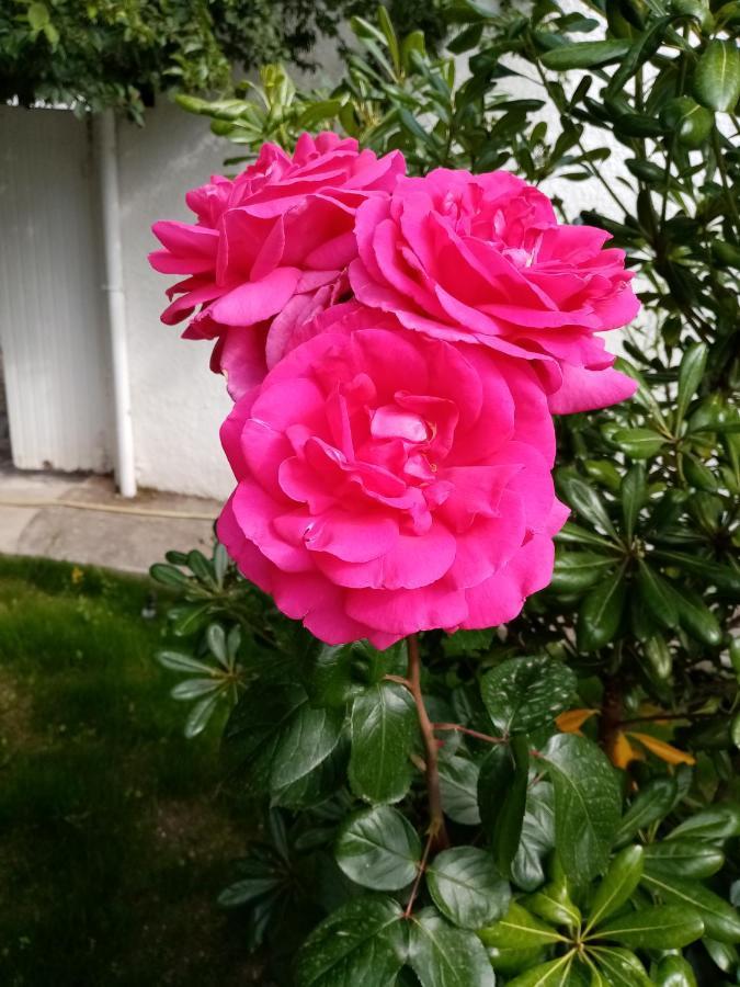 Le Flamant Rose Bed & Breakfast Salin-de-Giraud Dış mekan fotoğraf