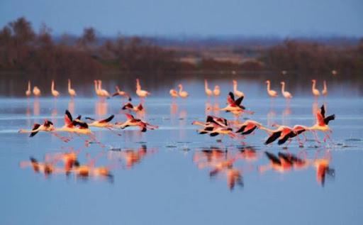 Le Flamant Rose Bed & Breakfast Salin-de-Giraud Dış mekan fotoğraf